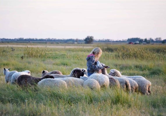 bear-creek-designs-flock