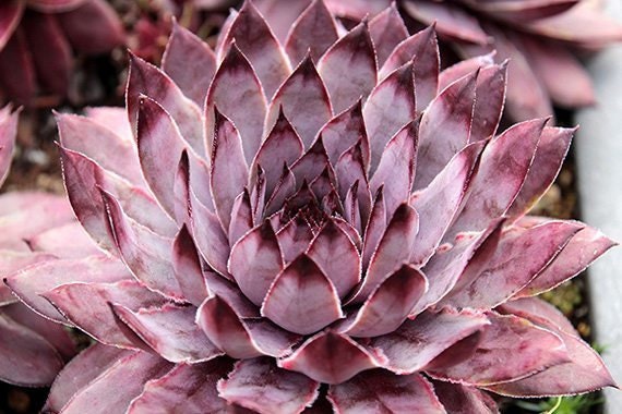 Slate-Sempervivum-Plant-small