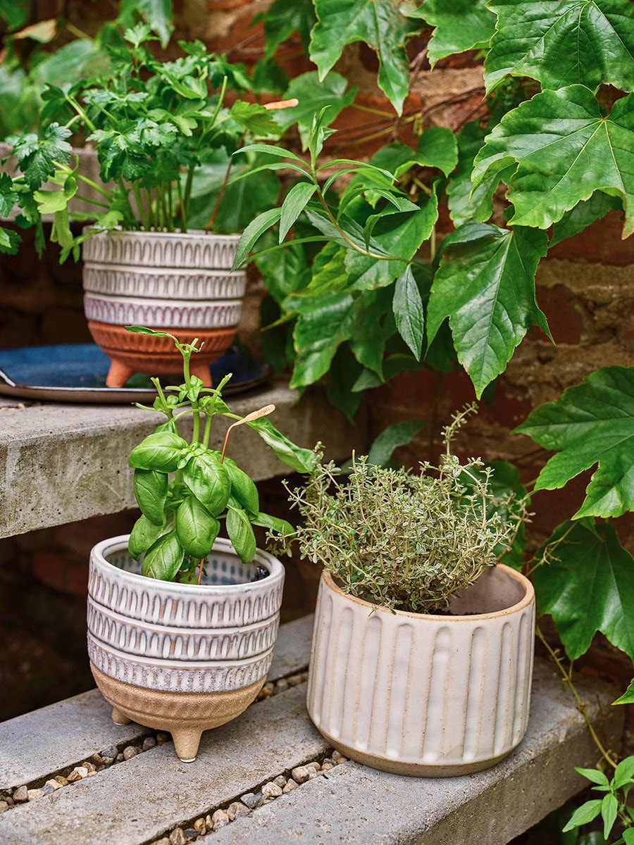 Three ceramic planters that contain herbs