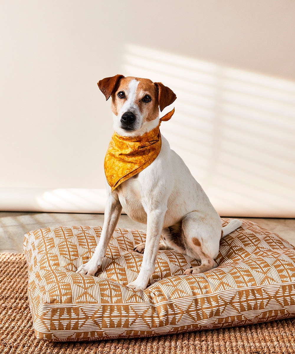 A dog models the bandanas and dog beds from Backup Design.