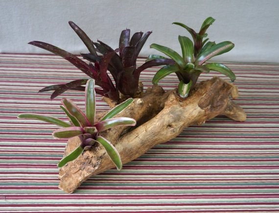 driftwoodplanters-wood-planter-with-tropical