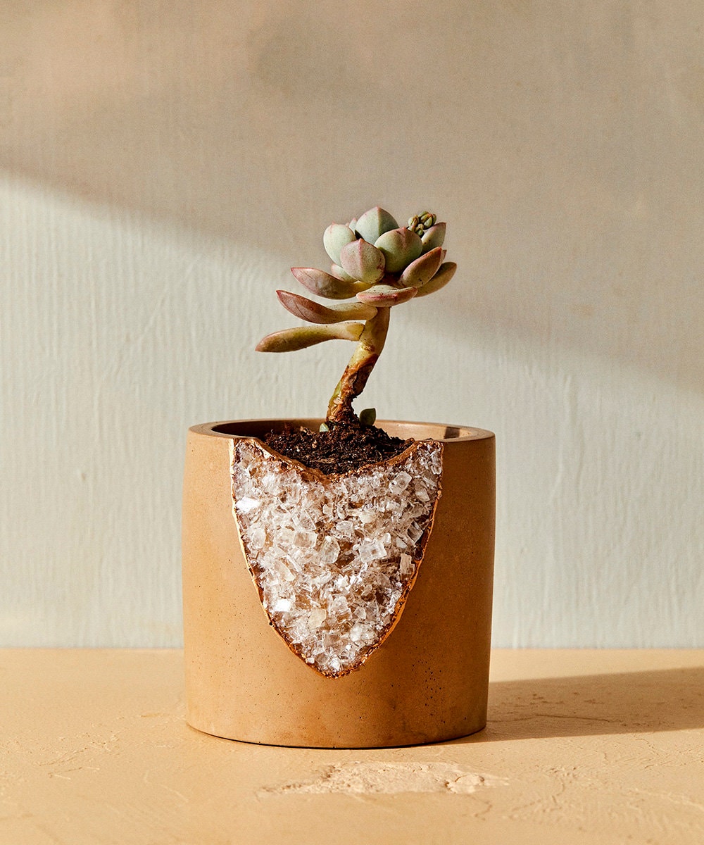 A succulent grows out of a crystal-studded planter.