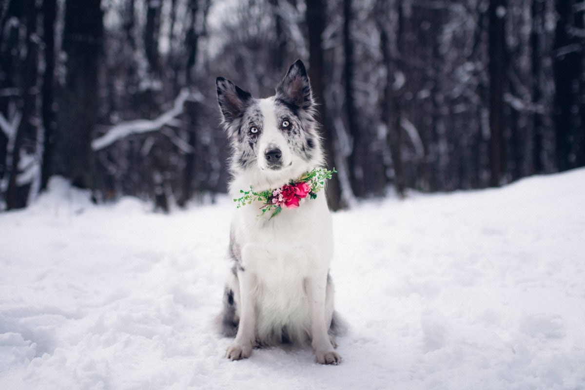 A floral dog collar from Magaela