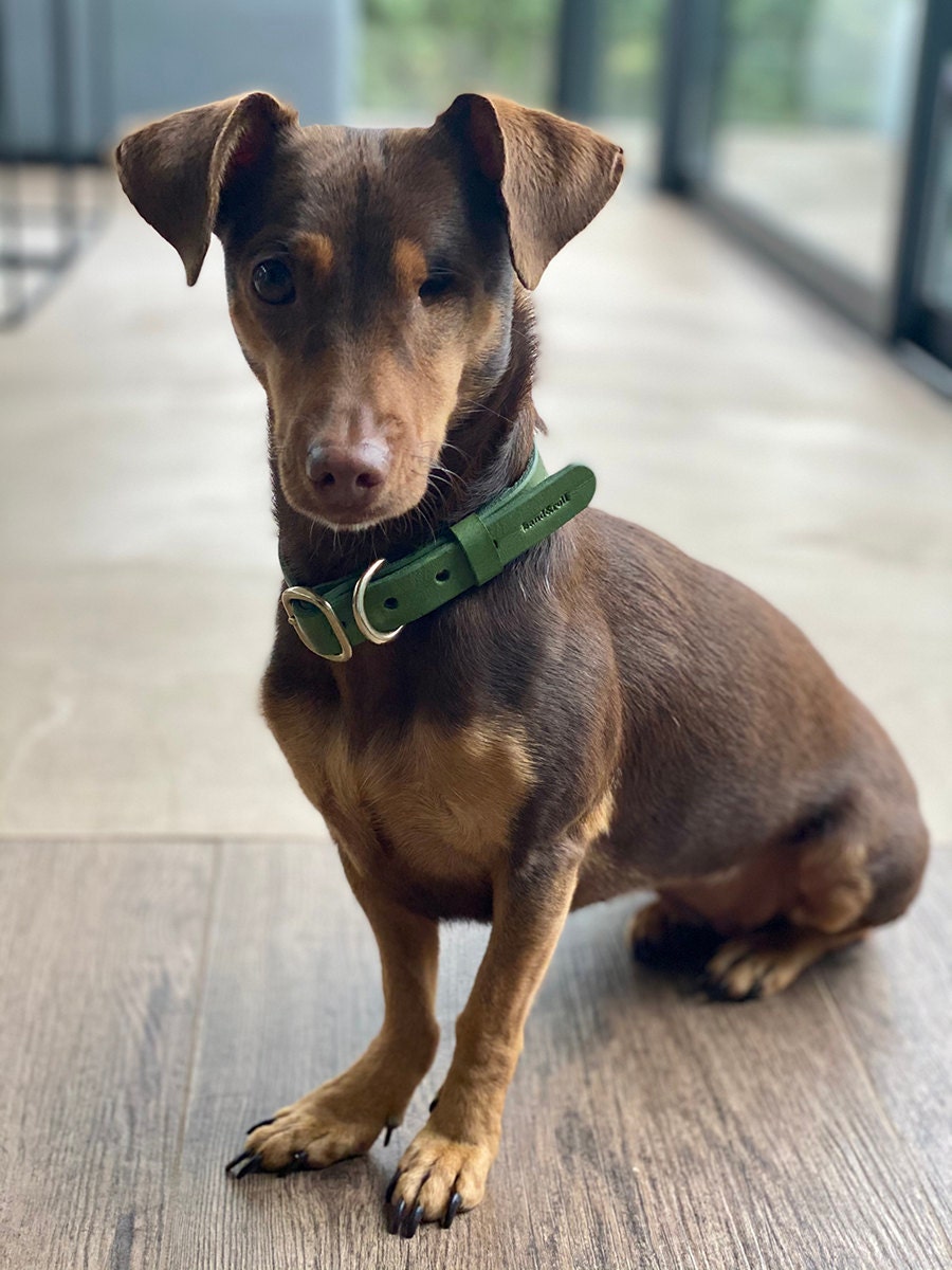 Leather dog collar