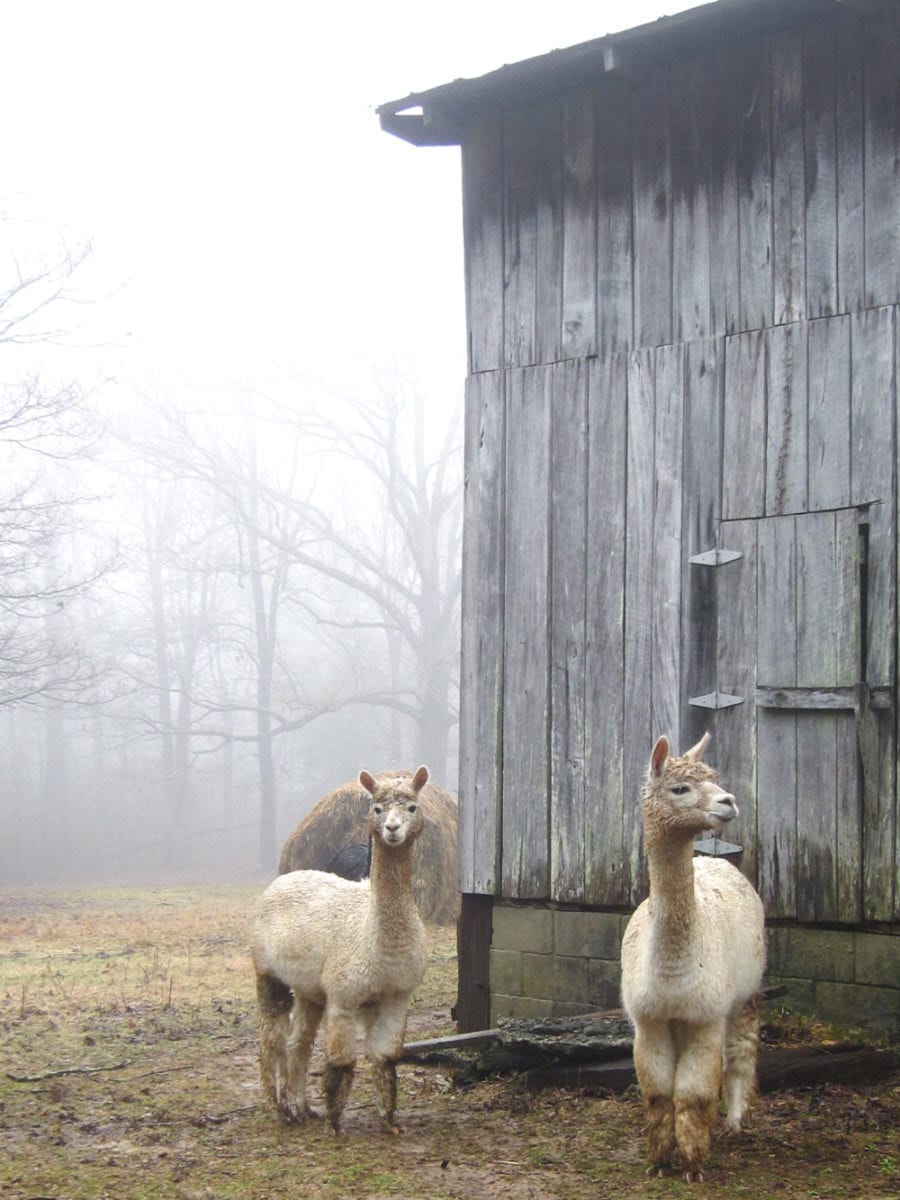 alpacas standing outside the barn