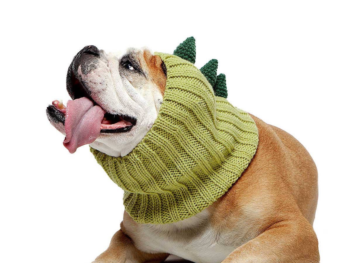 Bulldog wearing a dinosaur-shaped ear-warmer.