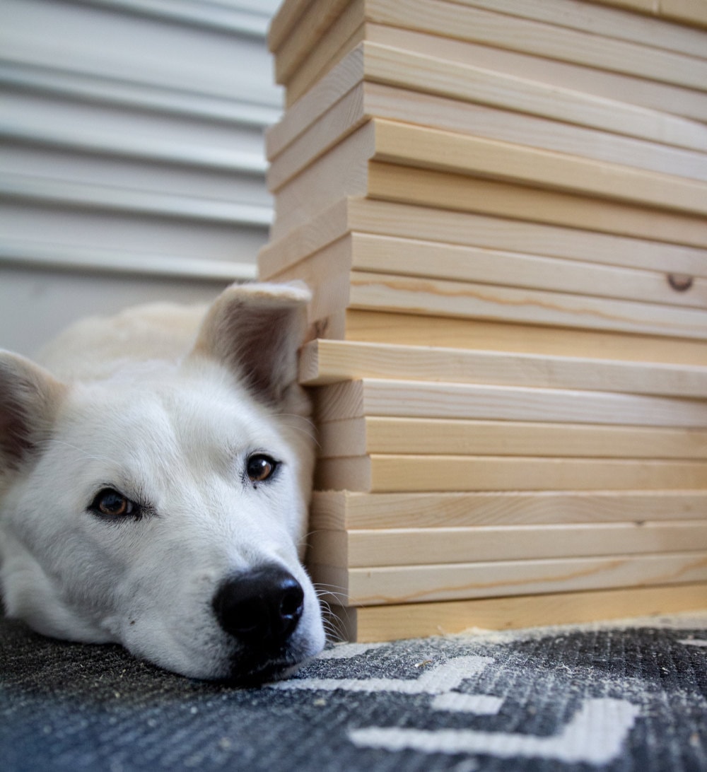 Scout rests his head after quality testing a stack of wood.