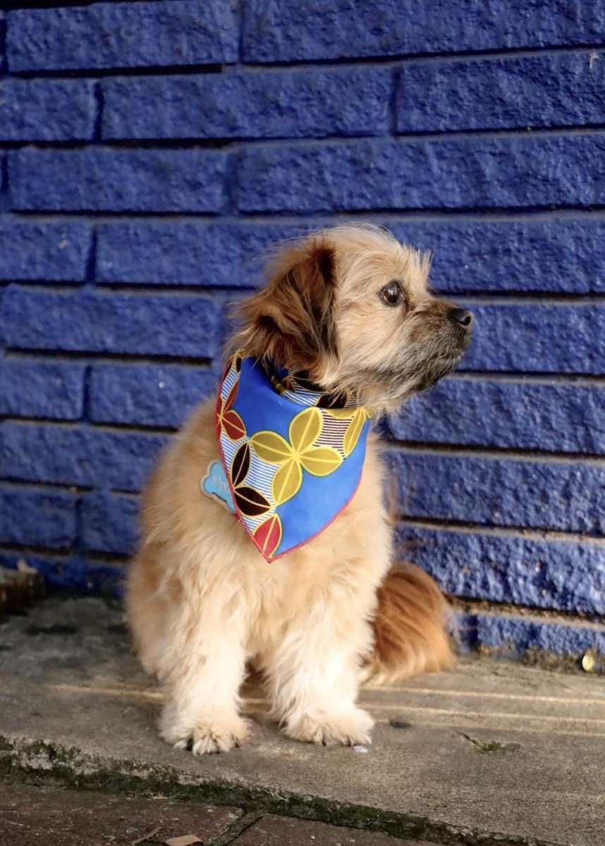 African wax print dog bandana from GabeJade