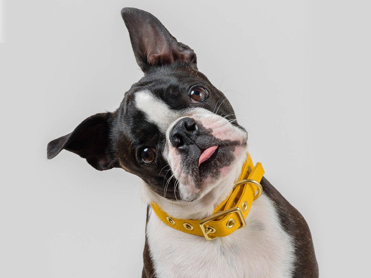 Dog wearing collar from Animals In Charge