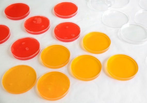 petri-dishes-colors