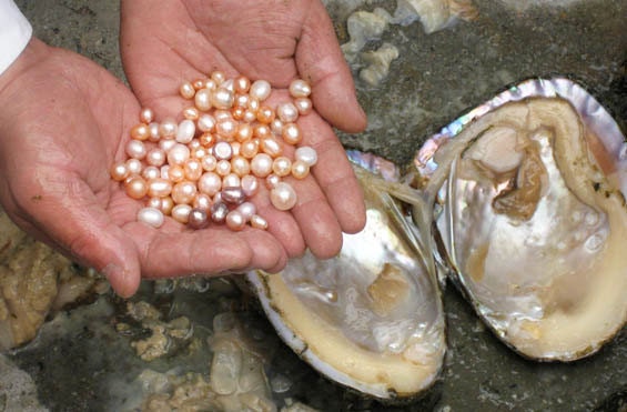 Pearls_from_Chinese_freshwater_mussel.jpg
