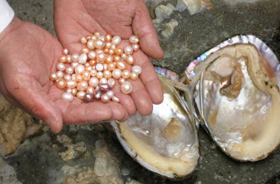 The True Story Behind How Pearls Are Made