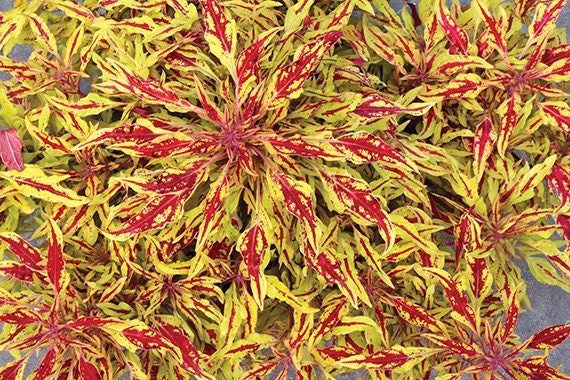 Coleus_Hipsters_Zooey_small