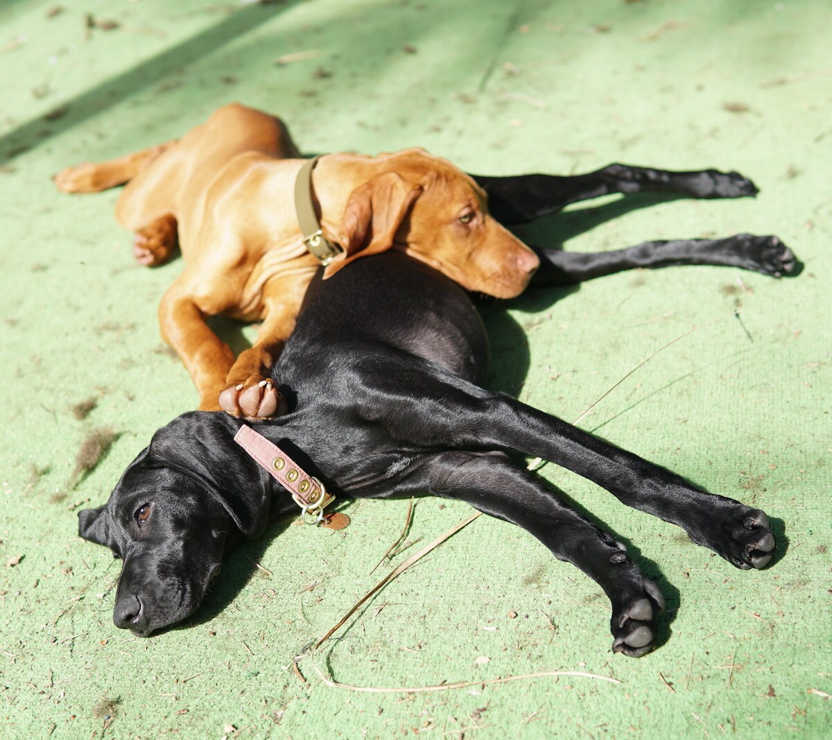 Dog collars with brass hardware from Animals In Charge