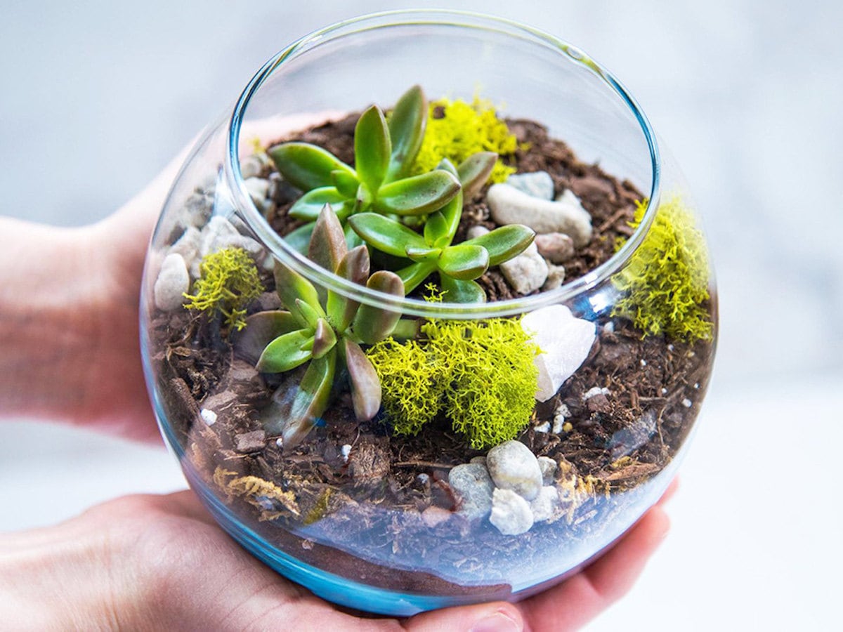 DIY tabletop terrarium for Father's Day