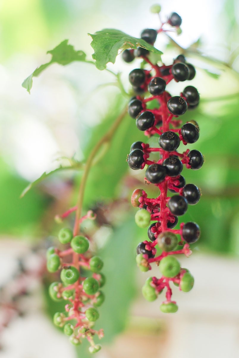 Berries on Kacie's land