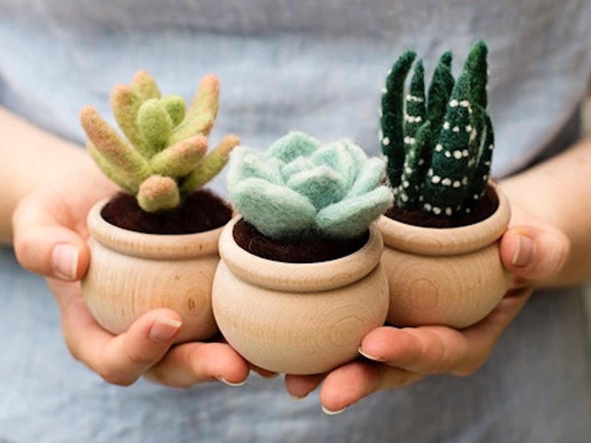 A needle felted succulent set from Felted Sky