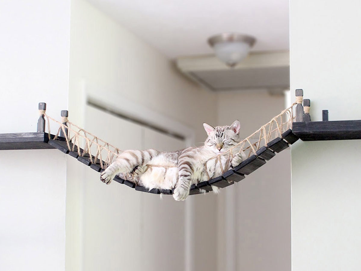 A cat lounges in a roped cat bridge from CatastrophiCreations