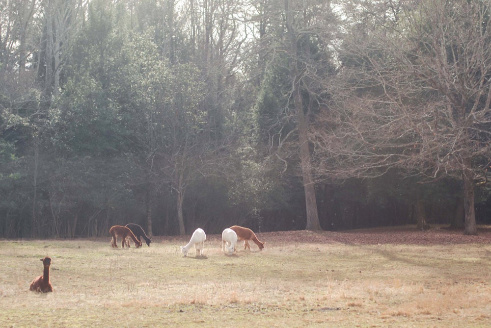 the herd in pasture