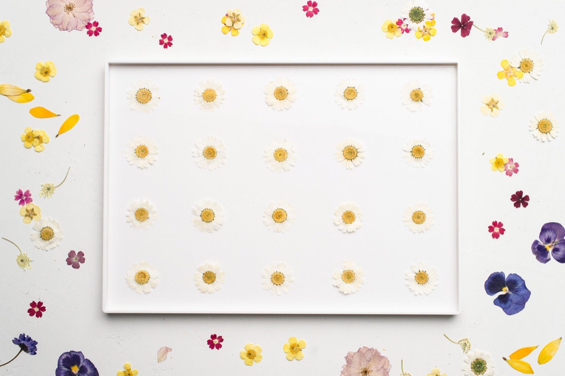 One option for a potential floral composition, with daisies arranged in a grid-like pattern
