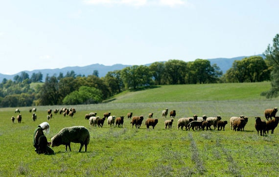 karen_brown_sally_fox_sheep