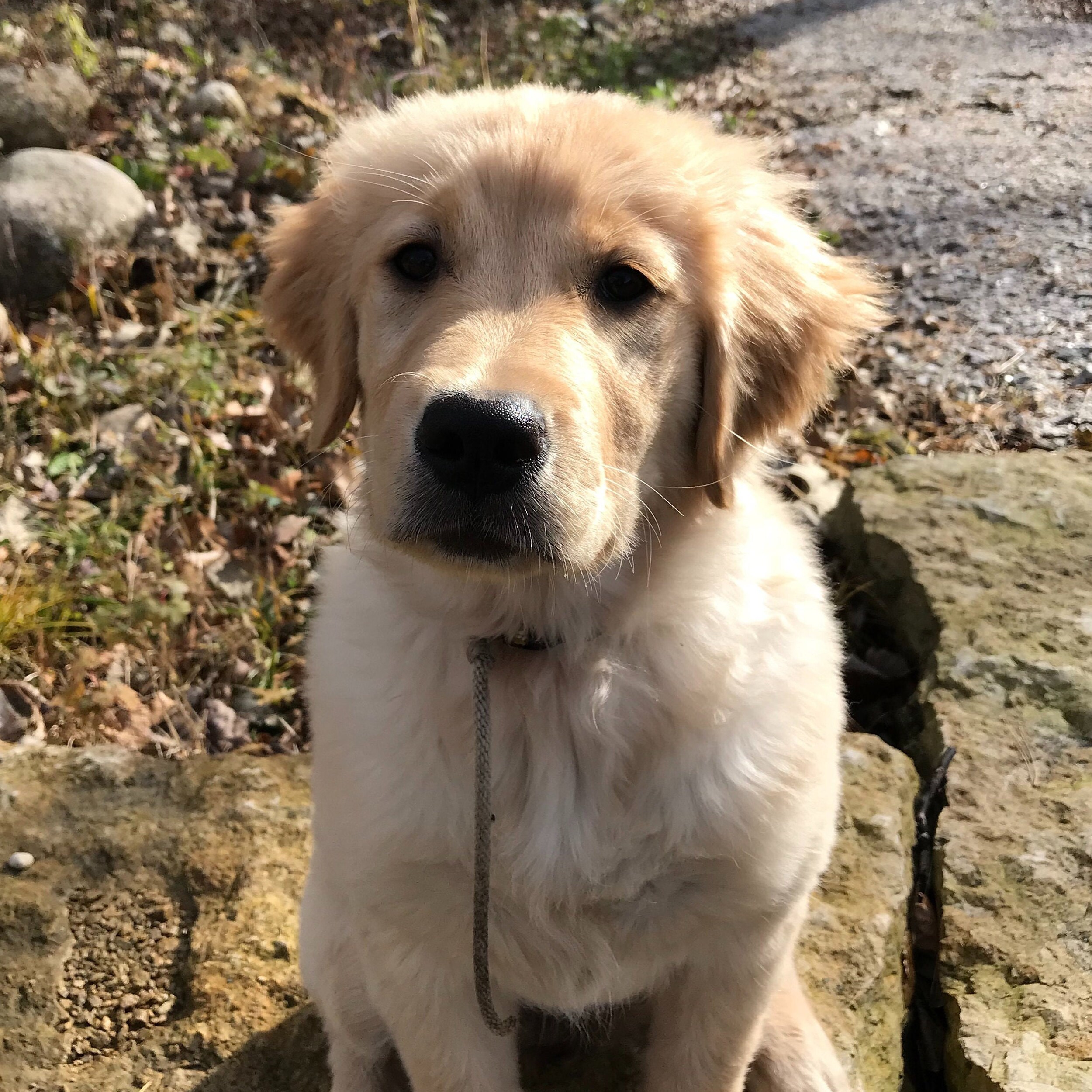 Avidog Puppy Taglines