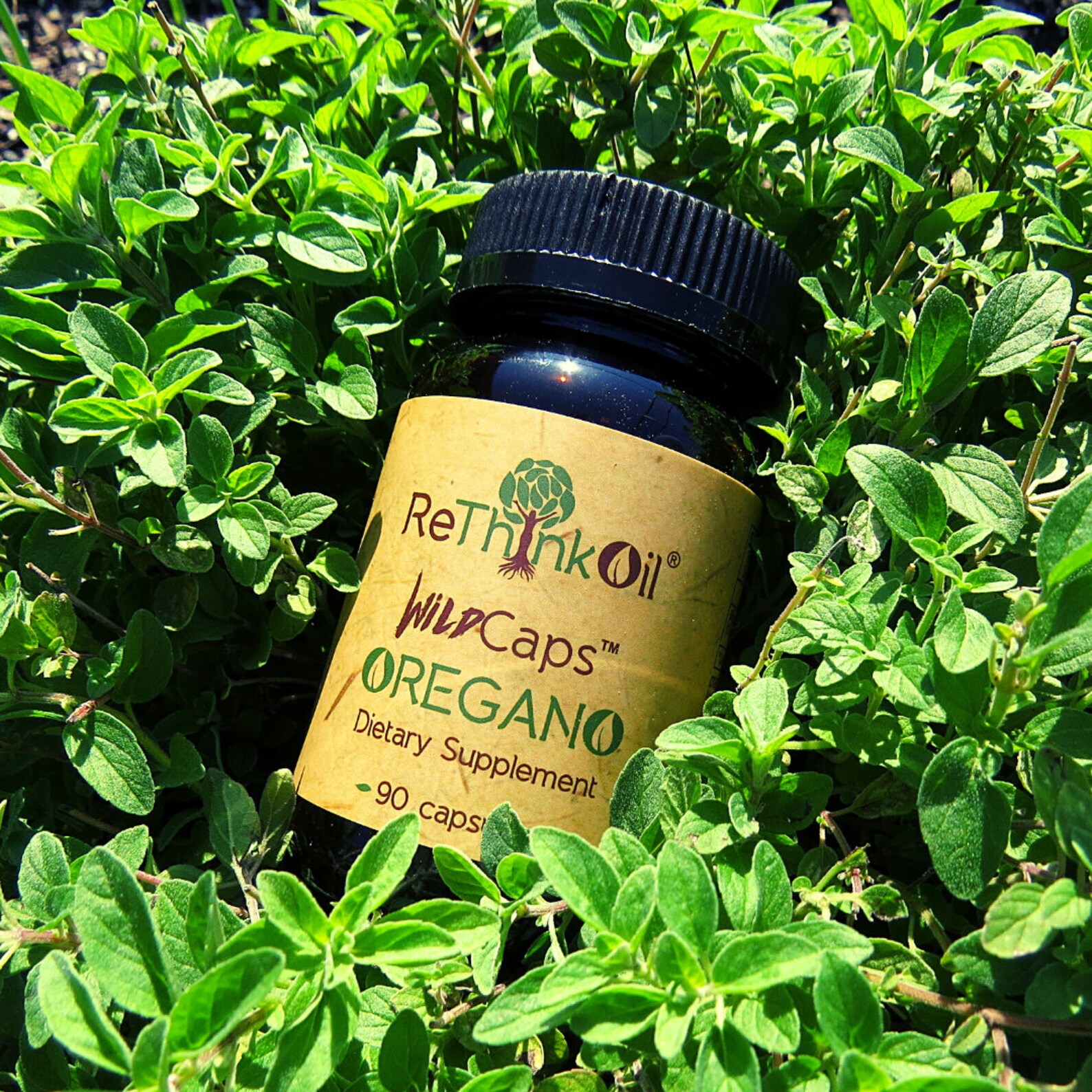 Wildcaps Wild Mediterranean Oregano Oil Supplement 90 Count Etsy