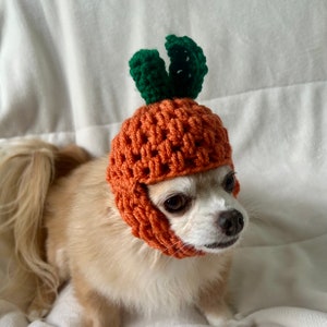 May include: A small, light brown dog wearing a crocheted orange pumpkin hat with green leaves. The dog is sitting on a white surface.