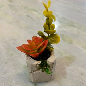 Mini Succulents in Rustic Concrete Planter