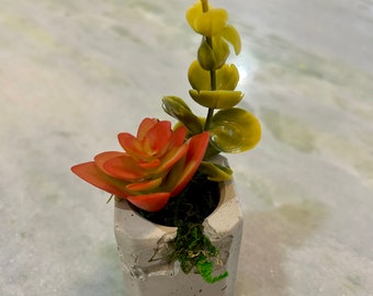 May include: A small, gray concrete planter with a rough, textured surface. The planter is filled with a green succulent plant and a small, green moss plant. The succulent plant has red and green leaves.