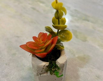 Mini Succulents in Rustic Concrete Planter