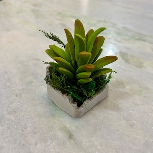 Faux Succulent in Rustic Concrete Tray