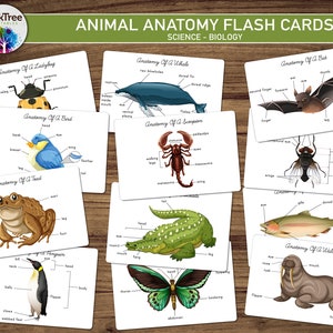 Può includere: Un set di 10 schede flash stampabili che mostrano l'anatomia di diversi animali, tra cui una coccinella, una balena, un pipistrello, un uccello, uno scorpione, un rospo, un coccodrillo, una farfalla, una trota e un tricheco. Ogni scheda include un'illustrazione colorata dell'animale e etichette per le sue parti del corpo.
