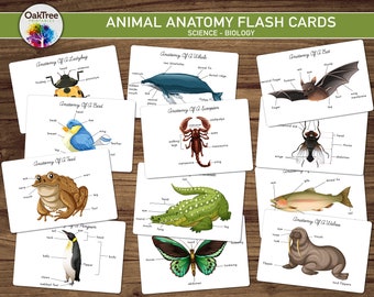 Animal Anatomy Unit Study Bundle, Homeschool, School at Home, Montessori Geïnspireerd, Wetenschap, Biologie, 24 kaarten, Afdrukbaar