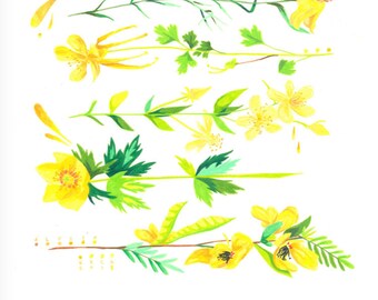 Yellow Botanical Illustration