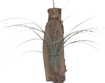 Mount Your Air Plant on Wood - Tillandsia Juncifolia