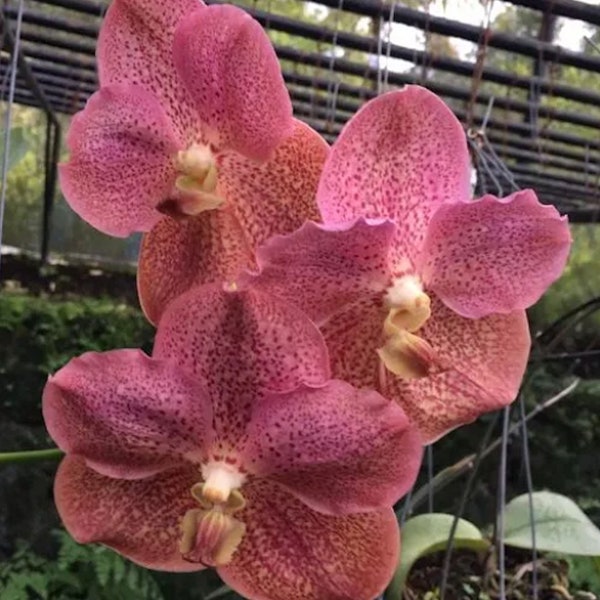 Vanda Thailand Gold x Kulwadee Fragrance