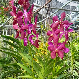 Vanda Aranda Jairak Heartthrob