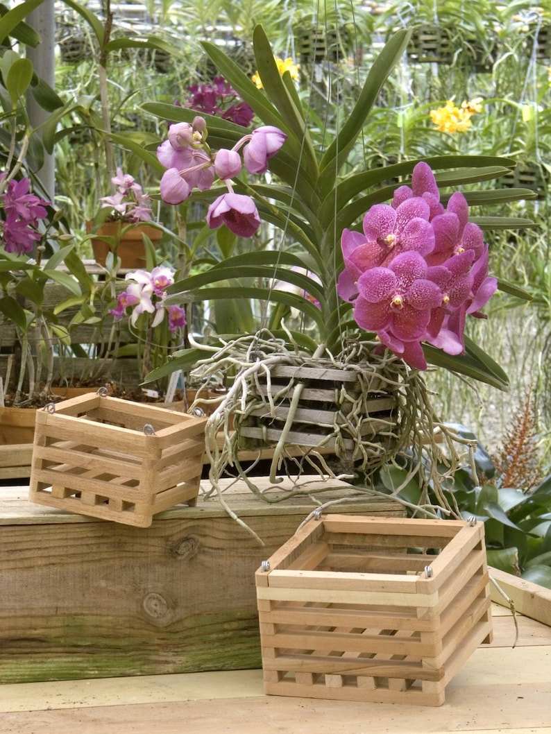 BetterGro Cedar Slat Vanda Basket 10 inch square Etsy