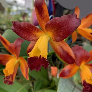 Ctt Varut Startrack Golden Tiger 'Cluster Red Orange'