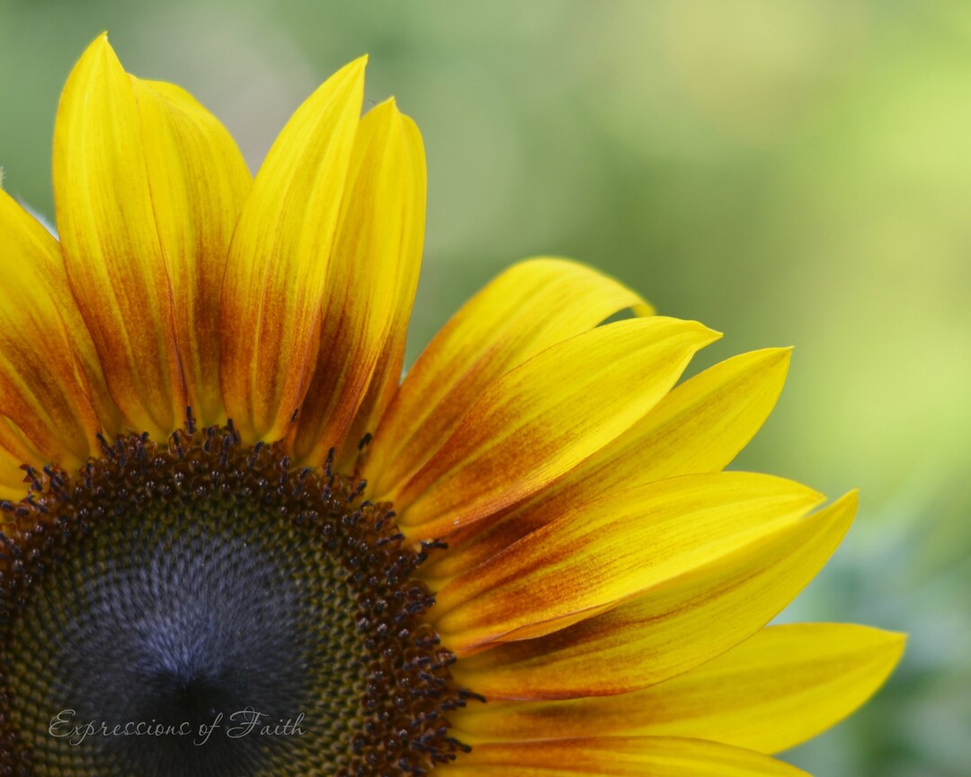 Sunflower Print, Canvas, or Wood Wall Plaque. Yellow Sunflower Decor. Country Kitchen Decor