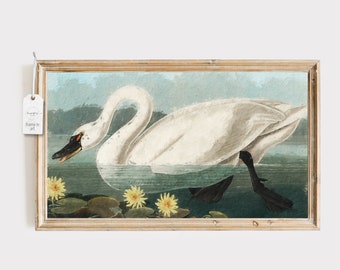 Frame TV Art Download Vintage Bird Painting Swan on Water with Flowers Download for Frame Television American Swan Artwork for TV Samsung