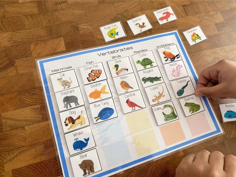 Vertebrate Classification Chart: Animal Cards, Homeschool Printable ...