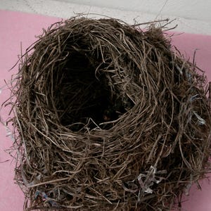 Natural Bird&#39;s Nest, Real Bird&#39;s Nest, Real Bird Nest, North Idaho birds’ nest, Real birds’ nest, North Idaho Brids Nest, Morethebuckles