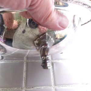 May include: Silver serving dish with a round, shallow bowl and a single, ornate foot. The dish has a beaded edge and a reflective surface.