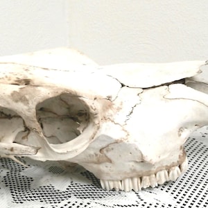 Vintage Western Cow Skull, Western Decor, Cow Animal Skull Natural Death, Morethebuckles