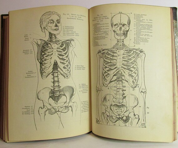 Anatomie des körpers