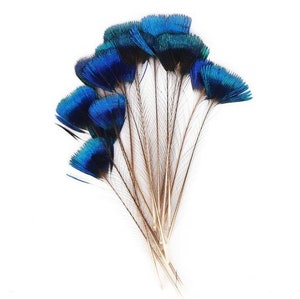 10 pcs peacock tail feathers blue tip peacock feather 2-3inch