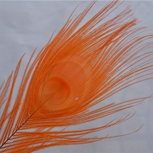 100 pcs orange peacock feather for crafts hat decor Peacock Tail Eye Feathers for costumes decor