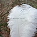 100 Pcs White Ostrich Feather Plumes for Wedding Centerpieces Etsy